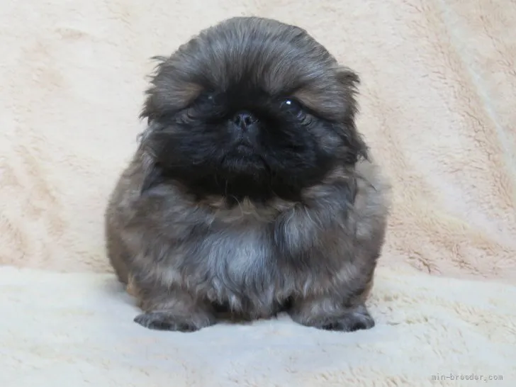 ID：2204-00657の子犬