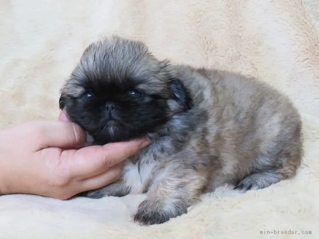 nao 様のお迎えした子犬