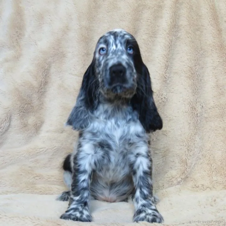 ID：2309-01751の子犬