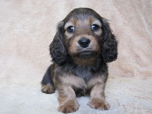 ID:1408-00697の子犬