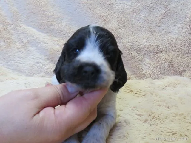 ID：1710-00344の子犬