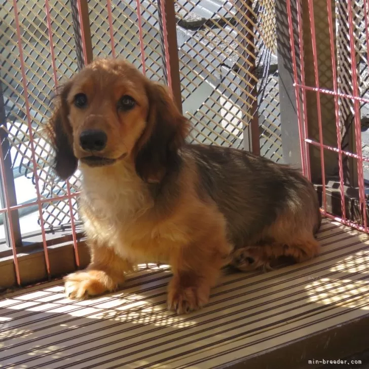 ID:2409-01679の子犬