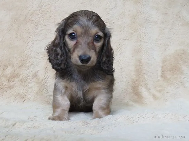 こうめ 様のお迎えした子犬