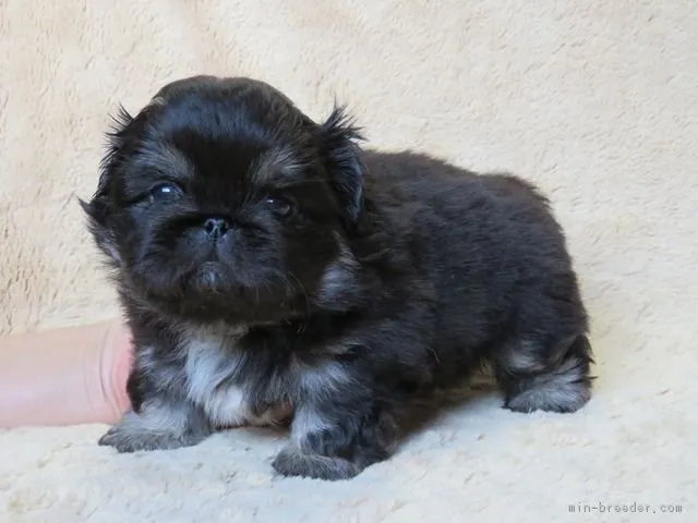 シュークリーム 様のお迎えした子犬