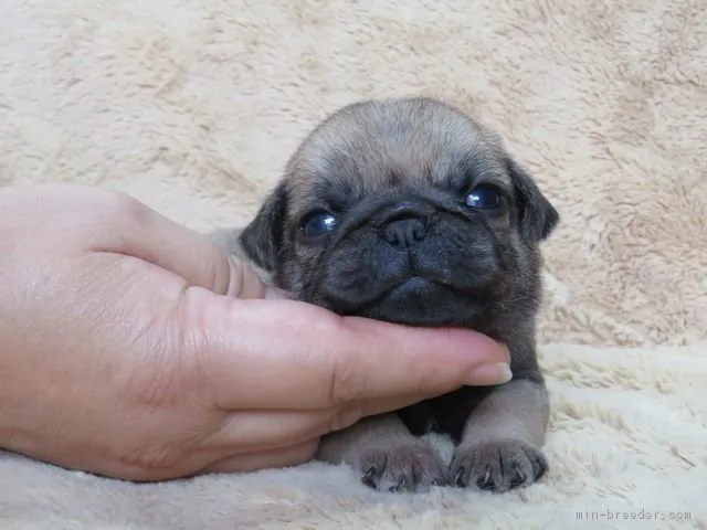 ぽんぽこ 様のお迎えした子犬