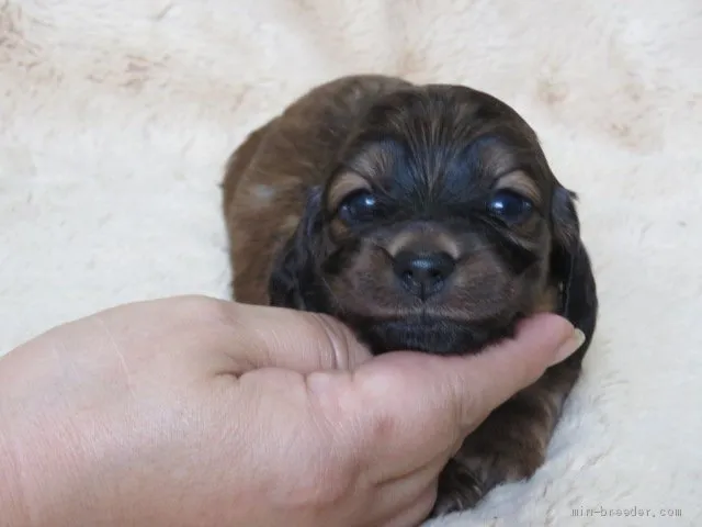 さっちゃん 様のお迎えした子犬