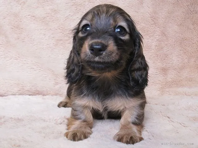 小麦 様のお迎えした子犬