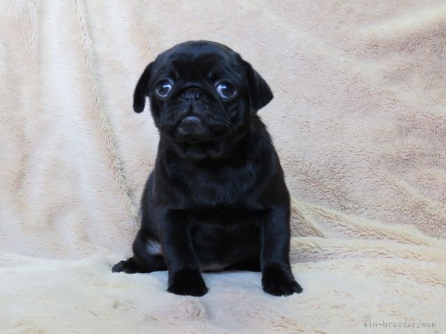 ID:1701-00709の子犬