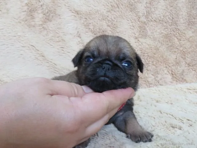 ID：1709-02361の子犬