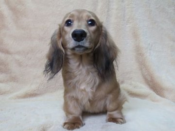 ミニチュアダックスフンド(ロング)【山口県・男の子・2018年7月12日・シェデットイエロー(クリーム)】の写真「★両親JKC,ＣＨ直子★希少な英国１００％血統★」
