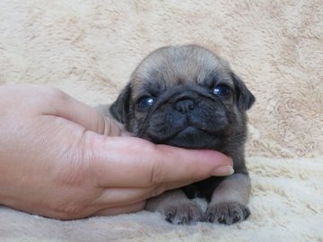 パグ【山口県・男の子・2017年9月1日・フォーン】の写真「骨量の有る子【父：日本№1犬舎AM．CH直子】長男」