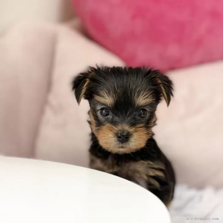 こはさくらん 様のお迎えした子犬