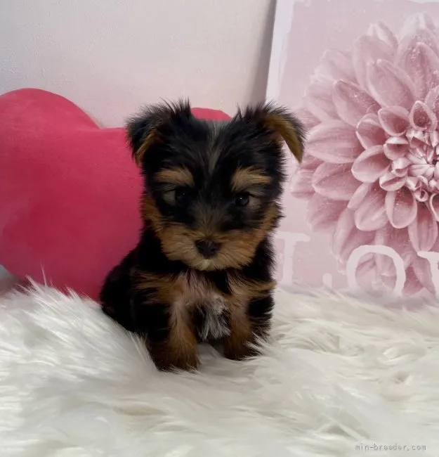 ID:2111-02733の子犬