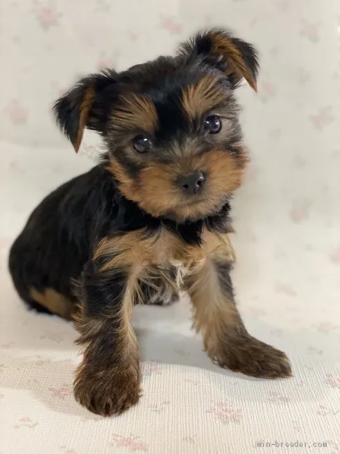 ID:2105-00604の子犬