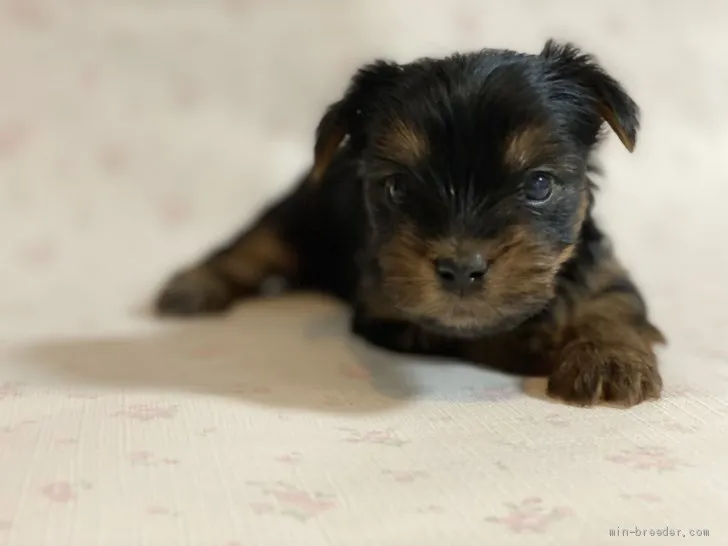 ID:2105-00667の子犬