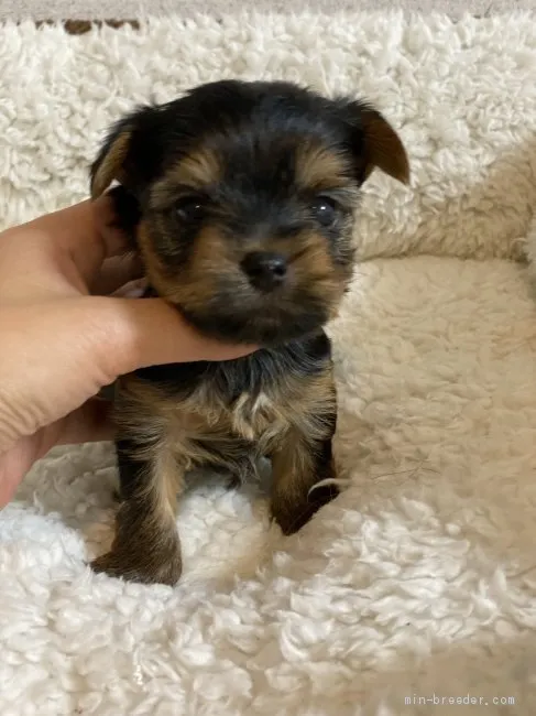 ID:2001-00077の子犬