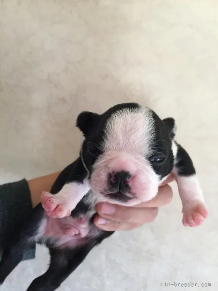 ID：1510-00990の子犬