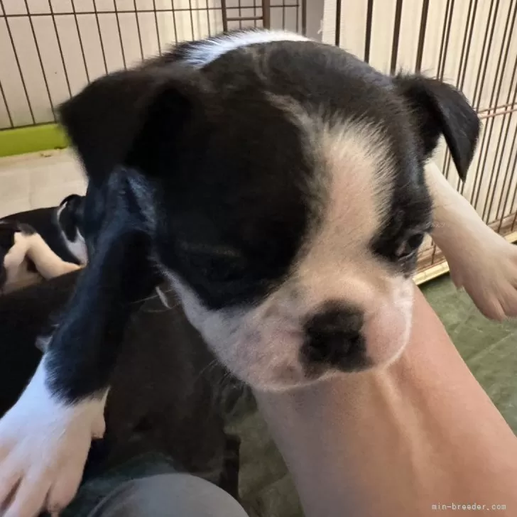 ID：2408-07762の子犬