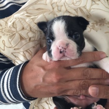 ボストンテリア【福岡県・男の子・2018年2月27日・ボストンカラー】の写真「優良血統 シンメトリーの綺麗なカラーです。」