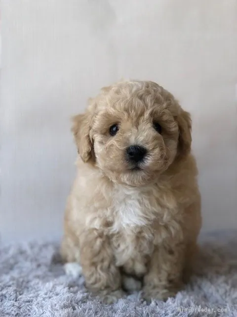 トイプードル(トイ)【群馬県・女の子・2022年1月22日・アプリコット】の写真1「2022/3/9 撮影」