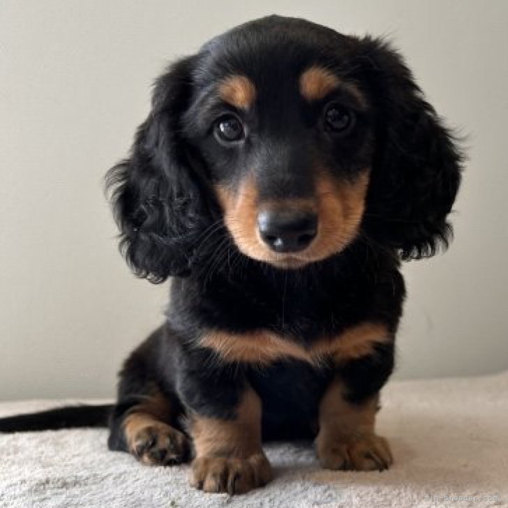 dog_img_1_0bc96dc73079.jpg