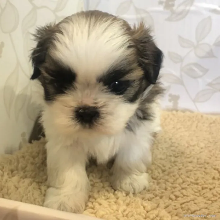 ID：2305-05736の子犬