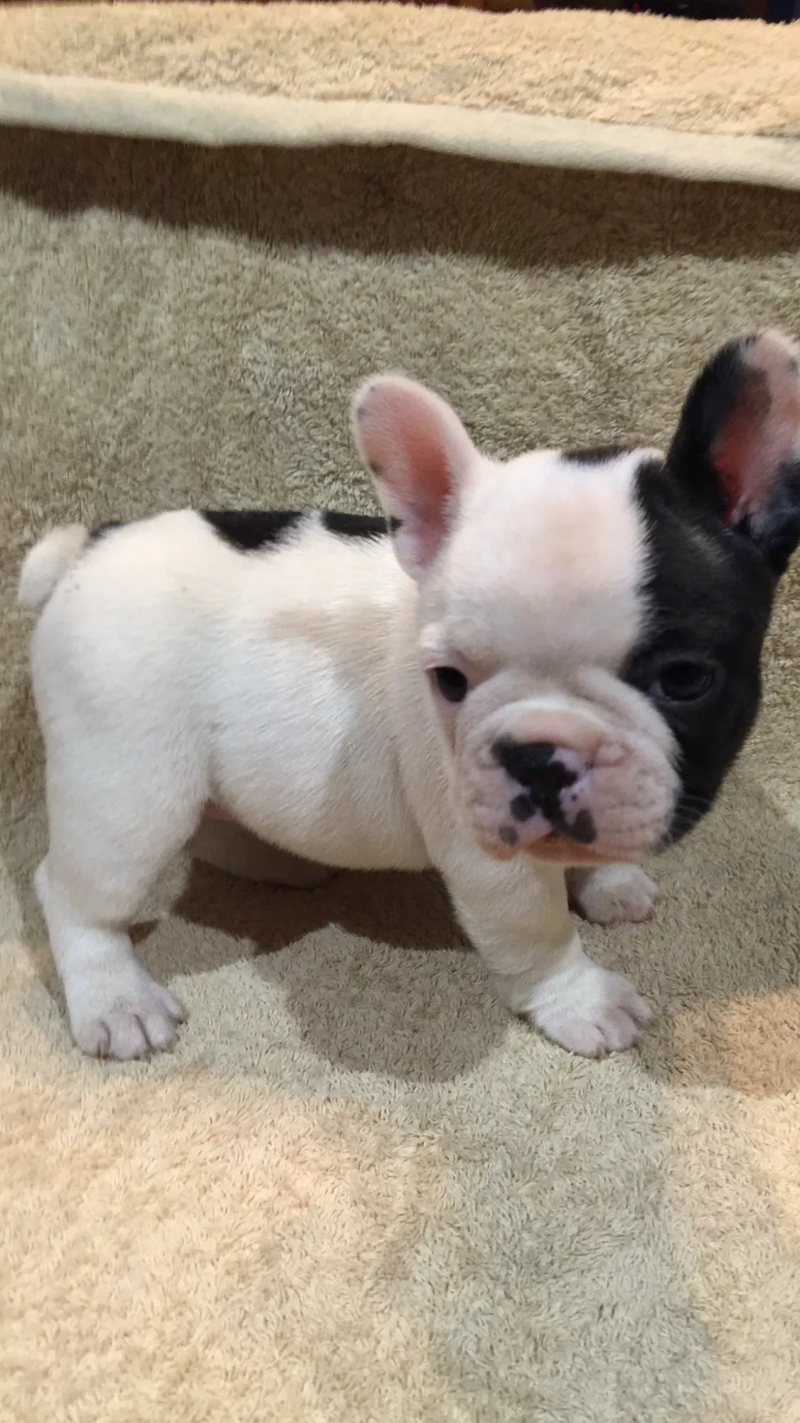 ID：1601-00299の子犬