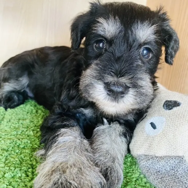 ID：2308-04983の子犬