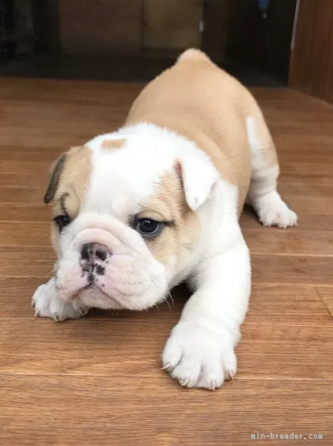 ID:1802-01964の子犬