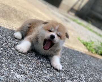 秋田犬【群馬県・女の子・2019年5月19日・赤】の写真「可愛いです♡」