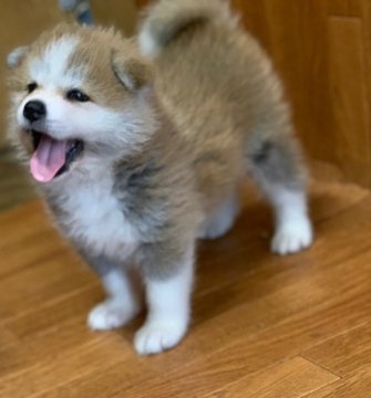 秋田犬【群馬県・男の子・2019年5月19日・赤】の写真「ヨチヨチ動き回るようになってきました‼︎」