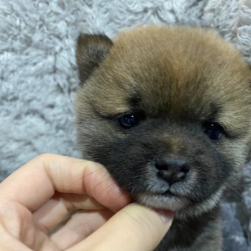 柴犬(豆柴)【群馬県・男の子・2022年11月11日・赤】の写真「ブラックマスク君💙可愛いです💙」