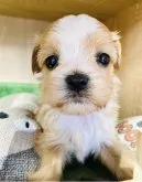 マルプー(マルチーズ×トイプードル)【群馬県・女の子・2023年9月12日・レッド&ホワイト】の写真2