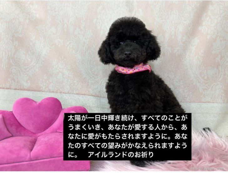 管野真美ブリーダーのブログ：今日のちょっといい言葉（トイプードル）