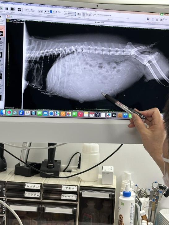 管野真美ブリーダーのブログ：ポメラニアン生まれます😊