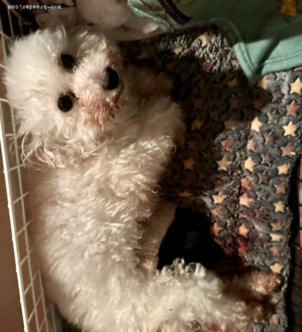 管野真美ブリーダーのブログ：珊瑚ベビー産まれました