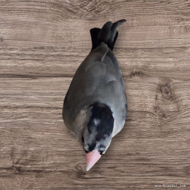 管野真美ブリーダーのブログ：犬とはまた違う癒し。文鳥チョリッピーとの日々 　