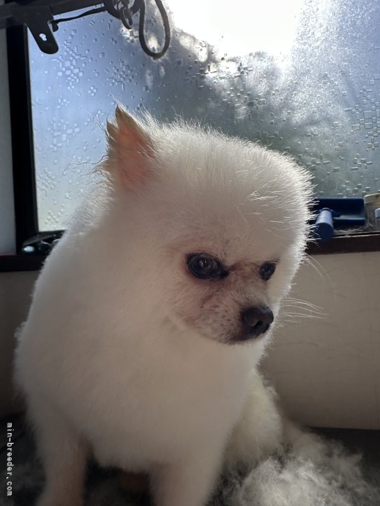 管野真美ブリーダーのブログ：お父さん犬・白玉くんシャンプー✨