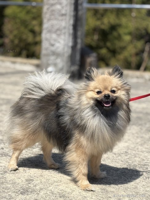 管野真美ブリーダーのブログ：🐶✨ウチから巣立ったホープ君✨🐾