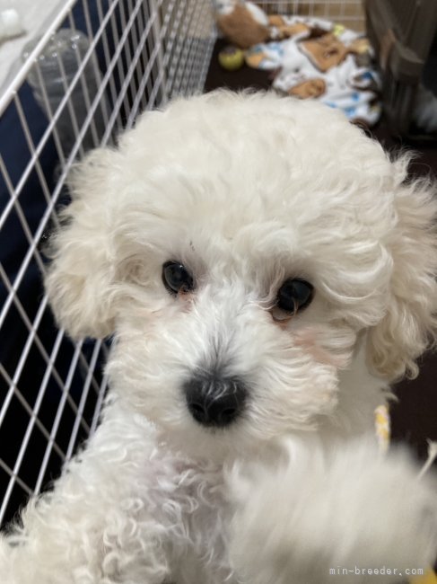 管野真美ブリーダーのブログ：🌸巣立ちから約2週間🌸