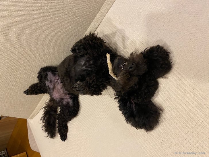 管野真美ブリーダーのブログ：近所のシエルちゃん、大阪のノアちゃん