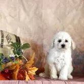 タイニープードル【京都府・女の子・2025年8月21日・ホワイト】の写真11