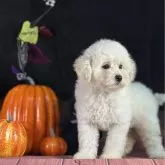 タイニープードル【京都府・女の子・2025年8月21日・ホワイト】の写真10