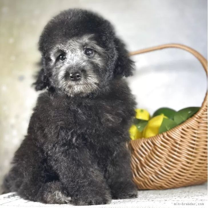 ID:2505-05368の子犬