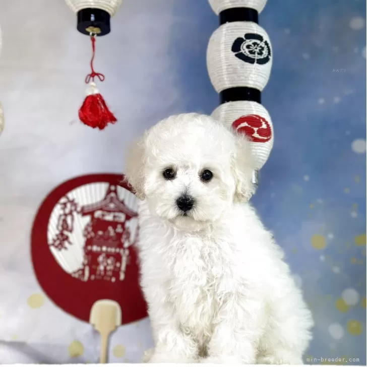 ID：2505-04802の子犬