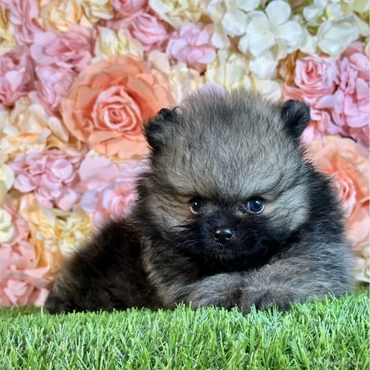 R.S 様のお迎えした子犬