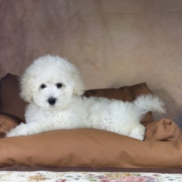 トイプードル(トイ)【京都府・男の子・2025年8月21日・ホワイト】の写真「良血統で元気な男の子」