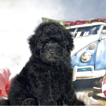 トイプードル(トイ)【京都府・男の子・2025年5月6日・ブラック(ブルー)】の写真「良血統で可愛い
男の子」