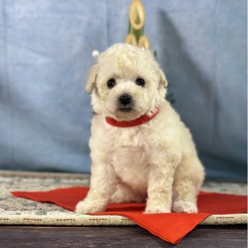 トイプードル(トイ)【京都府・女の子・2025年11月20日・ホワイト】の写真「良血統女の子」