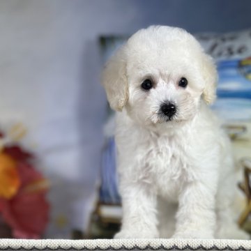 タイニープードル【京都府・男の子・2025年5月6日・ホワイト】の写真「良血統の小さめ男の子」